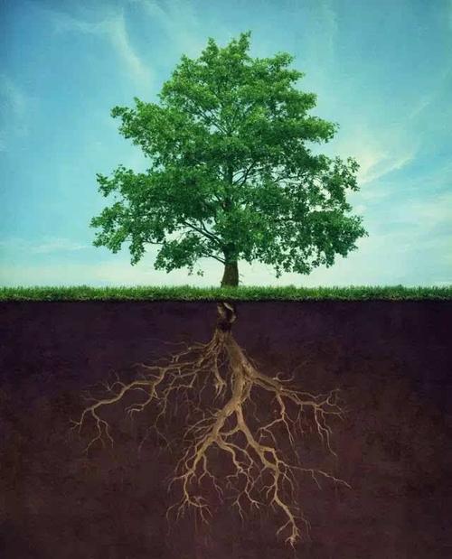 让作文之树根深叶茂(三)