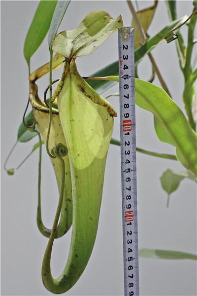 图说:博斯基猪笼草×美琳猪笼草图说:劳氏猪笼草×钟花猪笼草此外,园