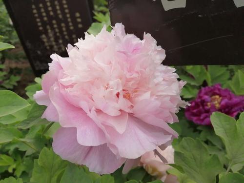 绿牡丹在古代有很多名字,叫过欧碧,绿萼华等等.