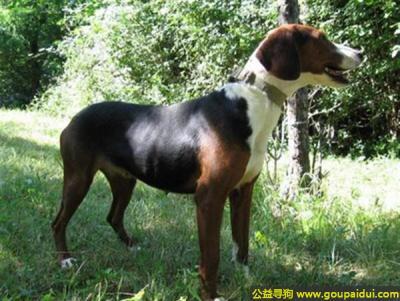 狗狗知识:南斯拉夫三色猎犬 - 忠诚,活泼,值得信赖.