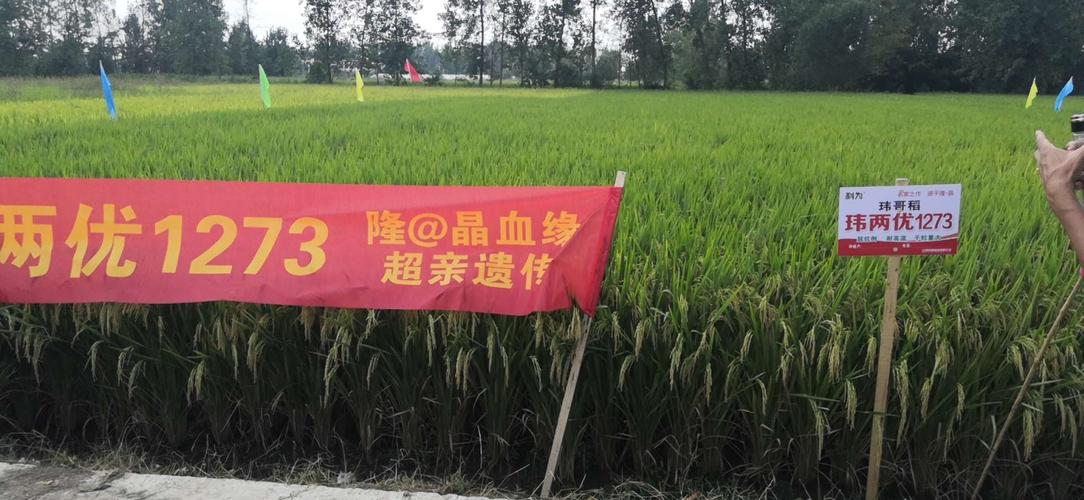 玮两优1273蓼城观摩大会召开
