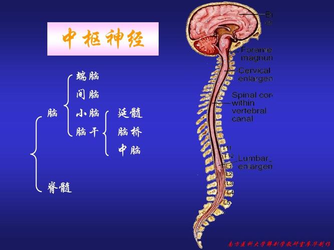 14中枢神经系统ppt