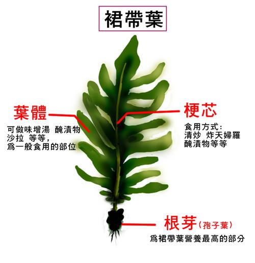 海苔料理-裙带菜