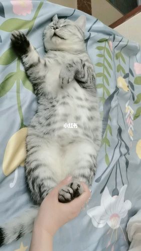 duang duang duang_猫_宠物_猫