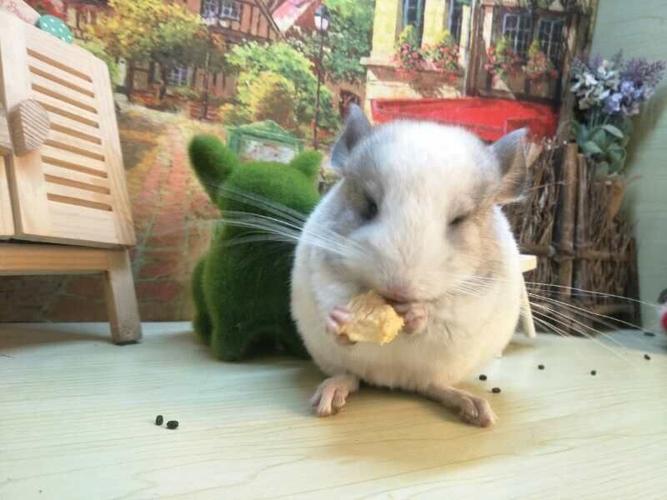 龙猫活体 家养_金色粉白银斑标灰龙猫活体宝宝自养家养宠物幼崽优惠券