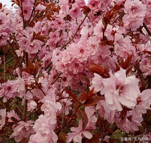 阳春三月,万物复苏,今年的春天你最先看到的花是?