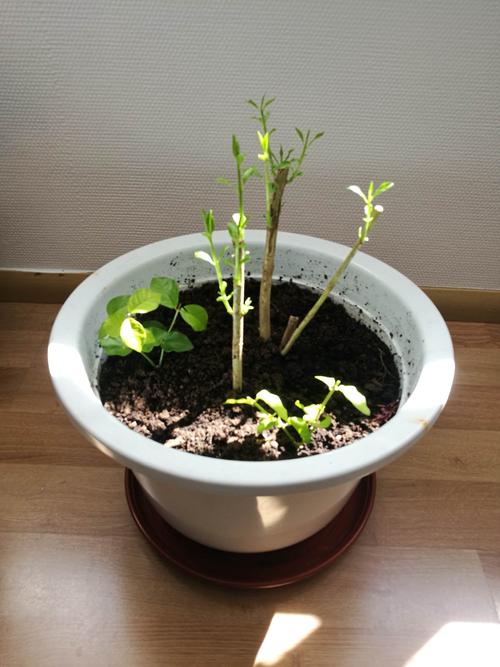 9月4日:蓝莓树苗已经发芽了,另外两个带叶子的是压的两棵茉莉花枝.