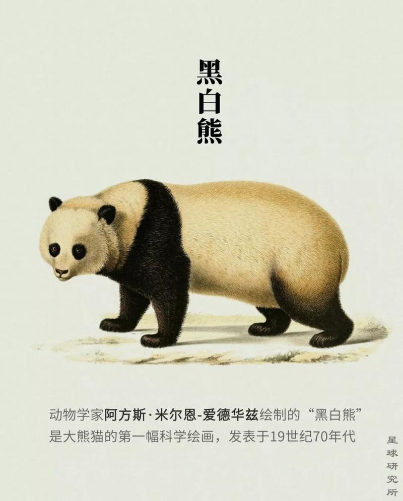 david) 在四川宝兴县当地猎人的帮助下 成为第一个见到大熊猫的西方人