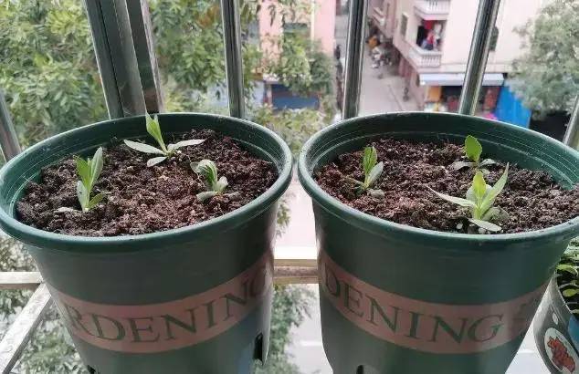 为了让洋桔梗的根系更加发达,在小苗三四片叶子的时候就需要定植,然后