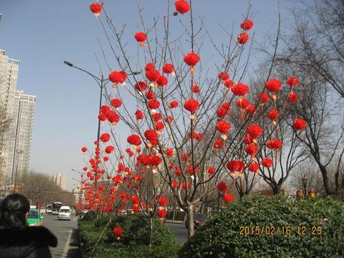 主题:[原创]大红灯笼高挂在树上