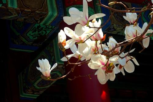 玉兰花盛开——(2)最美当属颐和园