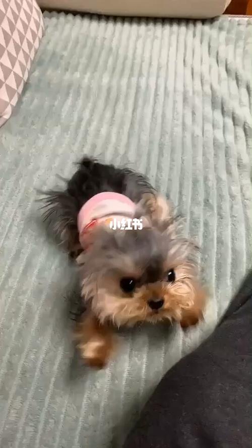 约克夏宝宝长大了,又漂亮哈哈_约克夏_宠物_狗