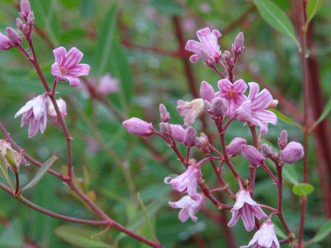 粉花绿叶罗布麻