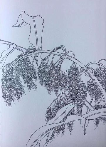 钢笔线描 《高粱》——赵迪(孟园实验学校)