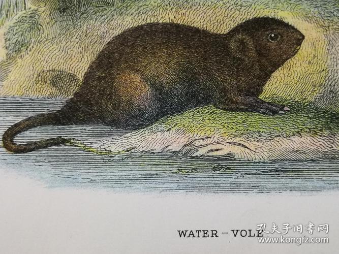 1896年彩色雕刻版画,哺乳动物图谱《水田鼠water vole