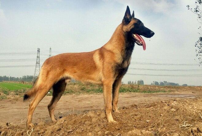 全球十大猎犬排行榜 比特犬最凶猛,牧羊犬最聪明