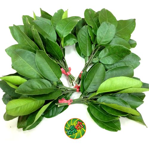 新鲜柚子叶沐浴乔迁新居祈福开运转运去晦气老树带枝当天现摘包邮