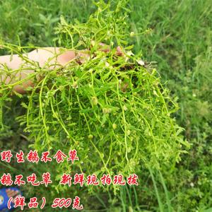 250 野生鹅不食草 新鲜饿不吃草药 野外现采现发鹅不食鲜品 包邮