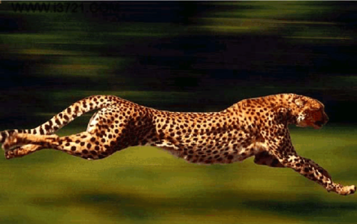 a cheetah can run very fast.