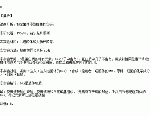 赫尔希和蔡斯以噬菌体为材料用同位素标记法研究生物的遗传物质他们用