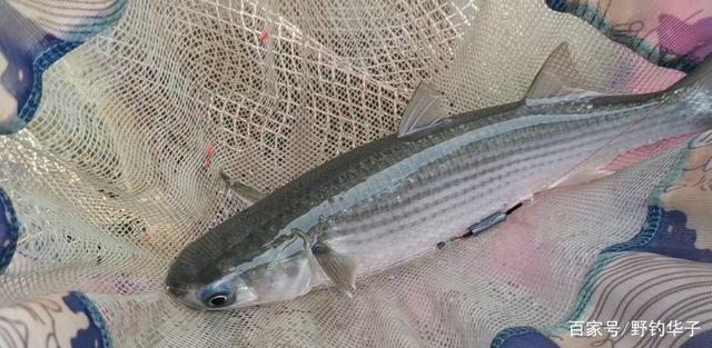 乌头鱼的最佳钓法(建议收藏)