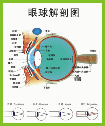 眼球解剖图 眼球结构图 眼镜店挂图 医学挂图 0.6x0.