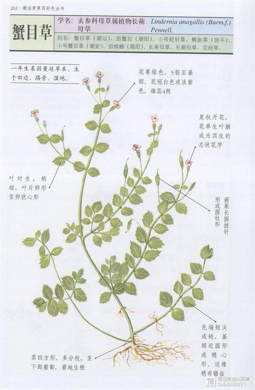 得趣斋潮汕百草 馆藏分类      定经草用于清热消肿,利水通淋,治风热