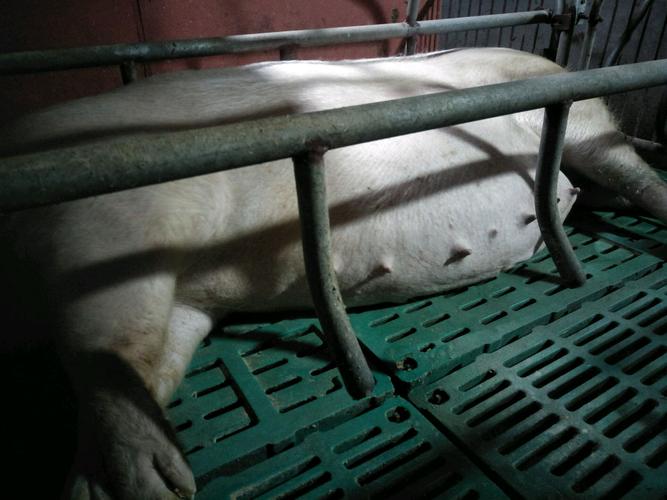 妊娠母猪怀孕母猪今天117天见奶头缩小摸不到胎动没有产子表现挤出来