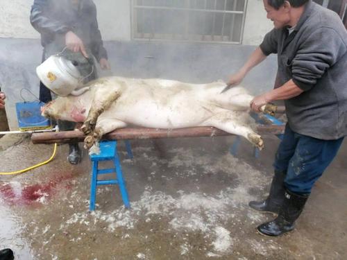 带你们感受下祁阳农村杀年猪的现场.