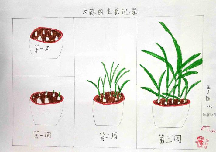 植物生长记录的作品展(深圳实验学校坂田校区一年级)