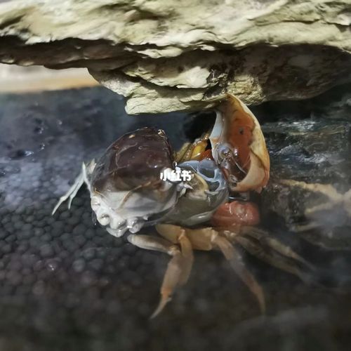 相手蟹脱壳儿_螃蟹_螃蟹脱壳_兴趣爱好_手工