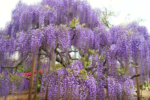 150岁灵魂之树,大棚紫藤花