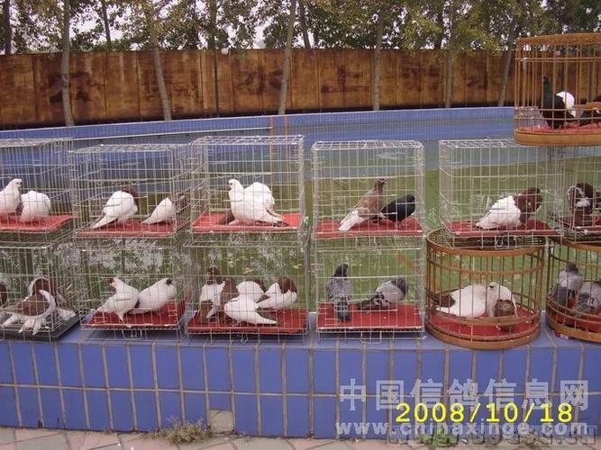 2008年10月18日天津第十六届观赏鸽鸽展图片报道  qq 鸽友圈