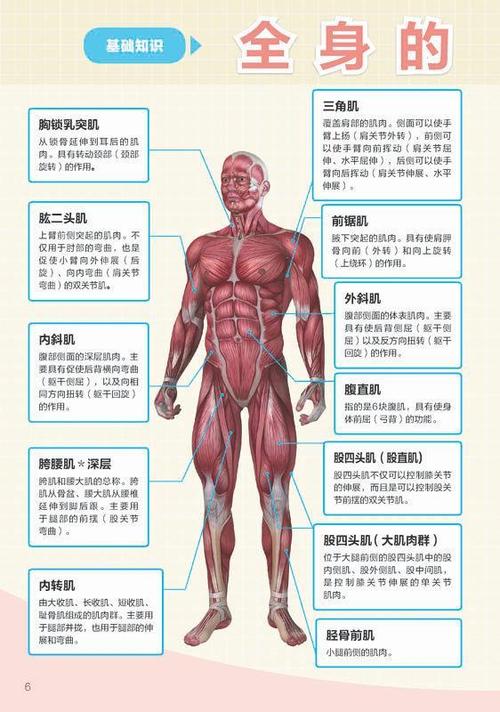 123 拉伸全书:上班族必看的肌肉伸展训练图解