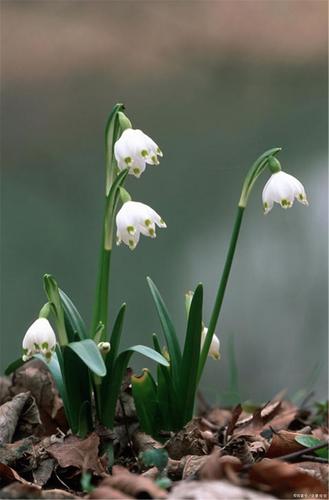 花世界赏花丨雪片莲