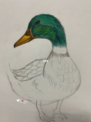 彩铅 鸭子08_彩铅_文化_绘画