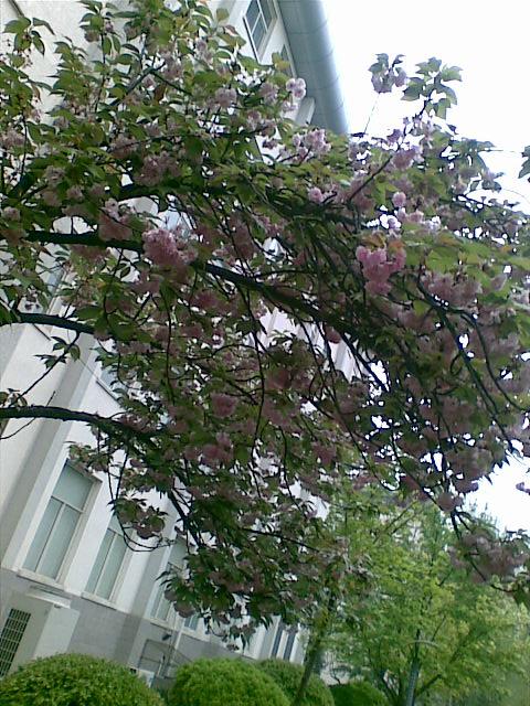 两颗蔷薇树,在雨中斗艳