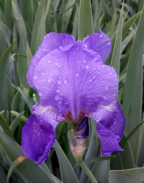 雨中的德国鸢尾