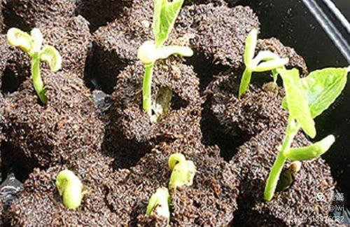 慢长的等待, 我问奶奶, 都过去四天了, 辣椒为什么不发芽呀?