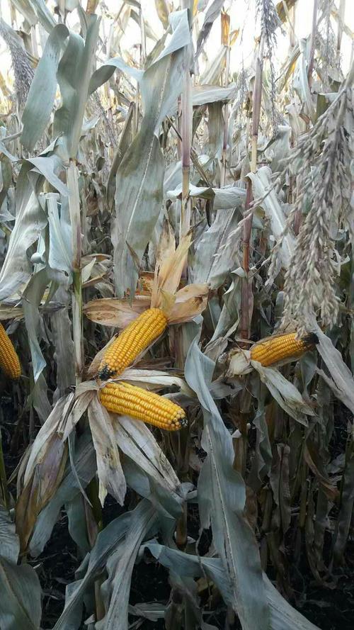 吉龙99——黑审,高产,铁杆,硬粒玉米最新品种.