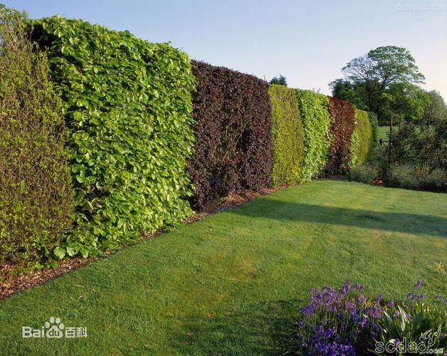 诚德大叶黄杨基地告诉你高绿篱适用于哪些场合