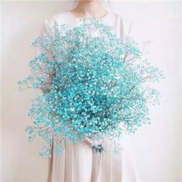 女生手捧满天星头像唯美漂亮2020 安静就好何必自寻烦恼