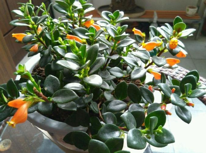 新型室内植物,四季常青,花叶俱美,开花勤快,比绿萝更值得拥有