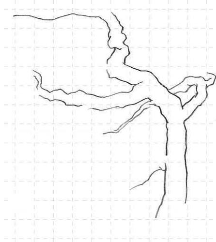 松树的画法 松树昂首挺立,树皮非常粗糙,叶如针状,有半圆形,圆形,马尾