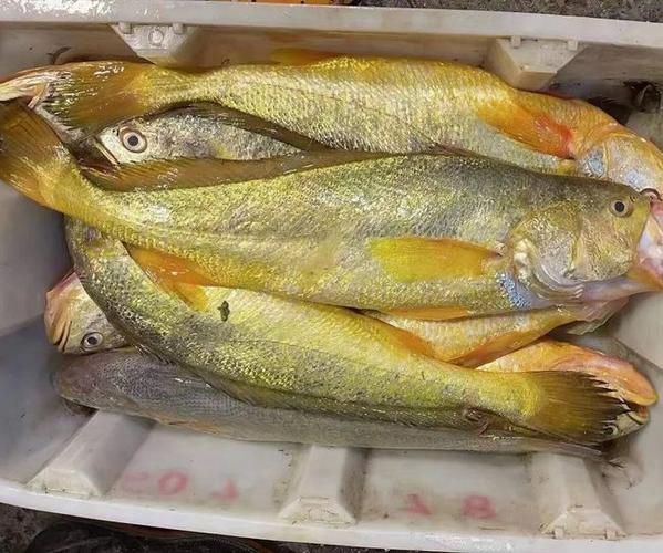 9公斤的野生大黄鱼,卖了14.8万元,每公斤价格3万元!