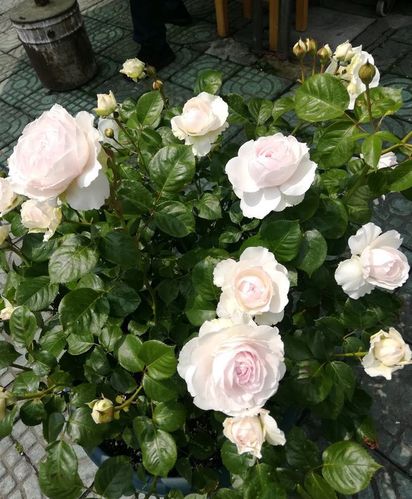 尘世天使,一个月季花新品,花色娇艳,气味芬芳,你值得拥有!