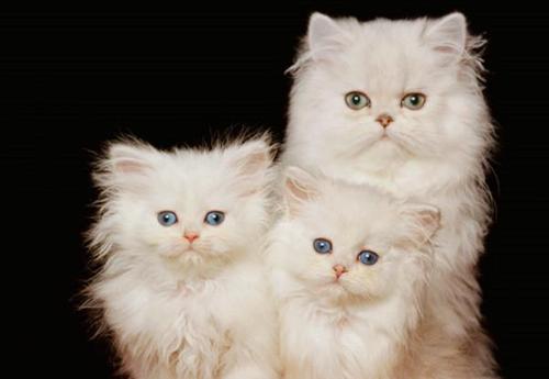 山东狮子猫,性格恬静可爱,温顺宜人