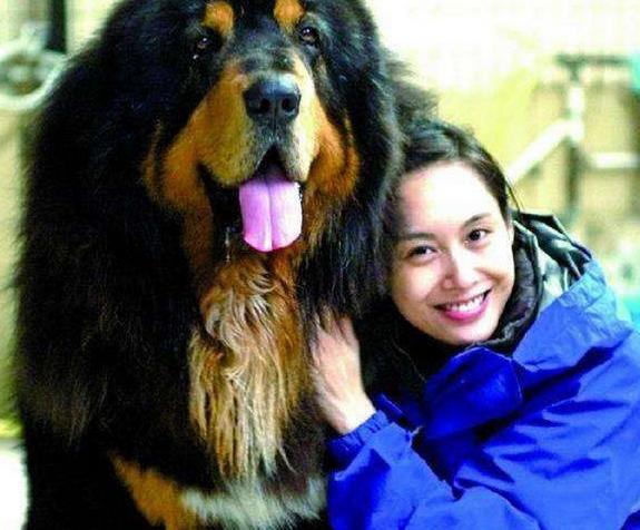 朱茵家的藏獒有多贵?土豪纷纷望而却步