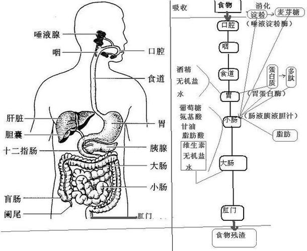 肠胃人体动力源