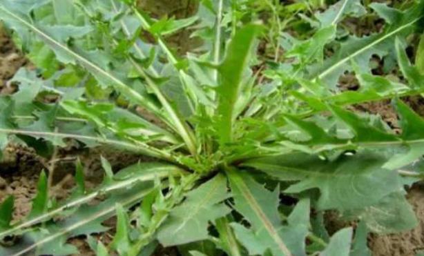 苦菜也是在野地里非常常见的一种野菜,它是属于菊科的植物,也叫做苦丁